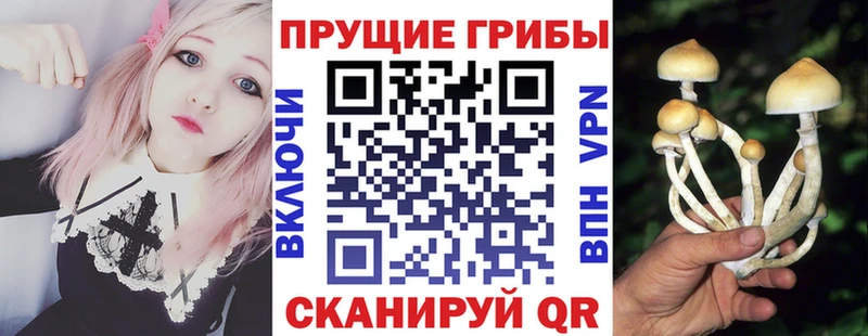 наркошоп  Тимашёвск  Псилоцибиновые грибы MAGIC MUSHROOMS 